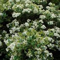 Olearia x haastii